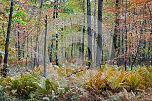 Low angle shot of forest with fall color and wild ferns in Garrett Country Maryland