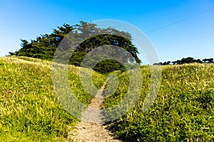 Low angle shot grass forest at Thornton State Beach, Daley City - San Francisco Bay Area, California