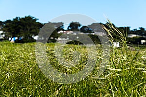 Low angle shot grass forest at Thornton State Beach, Daley City - San Francisco Bay Area, California