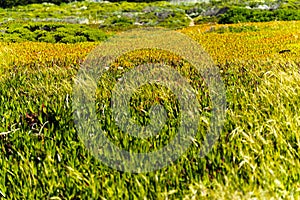 low angle shot grass forest at Thornton State Beach, Daley City - San Francisco Bay Area, California