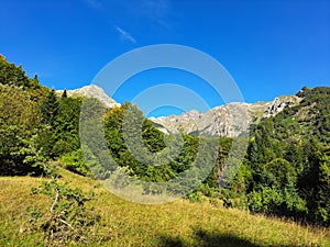 Low angle shot of green forest trees near rocky mountains in Korab, North Macedonia