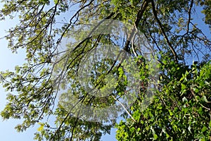 Low angle shot of green leaves on trees against a blue sky