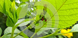 Low angle shot of a green plant with two ladybugs wandering under the leves on the flowering twigs..