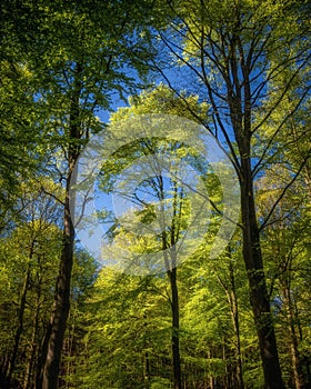 Low angle shot of green trees in the forest in Cannock Chase, Staffordshire