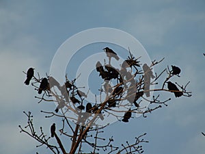 Low angle shot of a group of crows perched on the top of tree on blue sky background