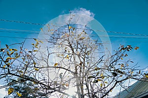 Low angle shot of growing Common Persimmon tree