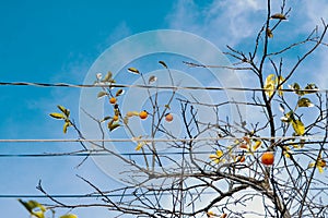 Low angle shot of growing Common Persimmon tree