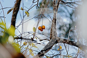 Low angle shot of growing Common Persimmon tree