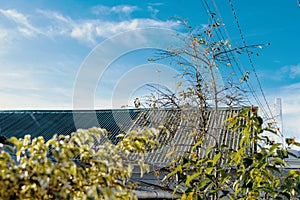 Low angle shot of growing Common Persimmon tree