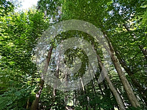 Low angle shot of growing dense trees in forest