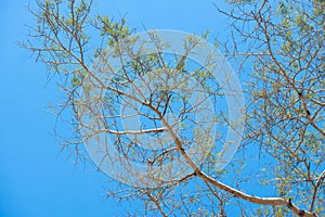 Low angle shot of half-dried tree branches under the blue sky