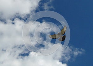 Low angle shot of a homer pigeon flying under a cloudy sky in Malta - domestic feral bird