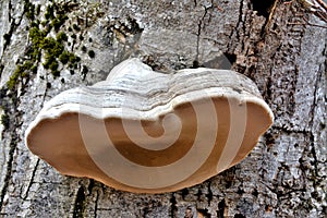 Low angle shot of the Hoof fungus mushroom