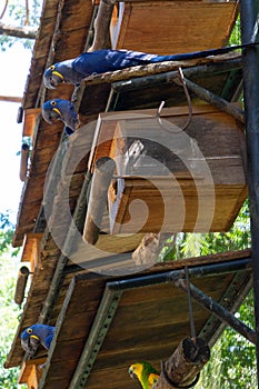 Low angle shot of Hyacinth macaw parrots (Anodorhynchus hyacinthinus) looking down