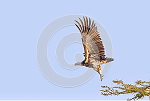Low angle shot of a Lappet Faced Vulture flying under a blue sky and sunlight