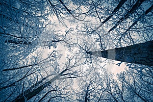 Low-angle shot of leafless trees covered in snow