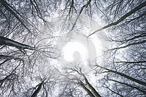 Low-angle shot of leafless trees in a forest during winter