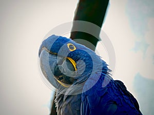 Low angle shot of a Lear Ara parrot under the cloudy sky