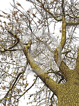 Isolated low angle leaveless trunk tree