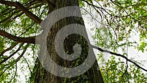 Low-angle shot of lush big tree, thick trunk and green leaves, tilt up