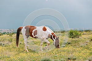 Low angle shot of multi colored horse grazing on green pasture next to the village
