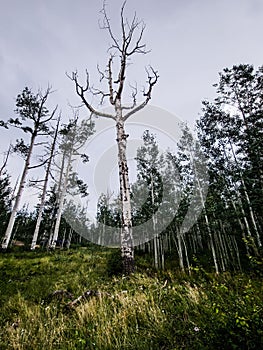 Low-angle shot of a naked Aspen tree in a forest