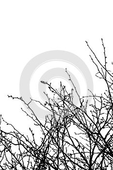 Low angle shot of naked tree branches against a gray gloomy sky