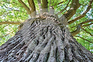 Low angle shot of oak tree in the forest