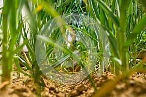 Low angle shot of an onion field. Young green sprouts of onions. Homegrown produce, sustainable living, organic healthy eating.