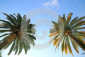 Low Angle Shot of a Pair of Palm Trees in Cerro Santa Lucia Park, Santiago, Chile photo