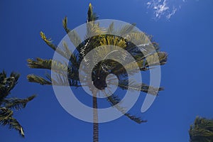 Low angle shot of the palm tree under the blue sky