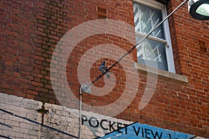 Low angle shot of a pigeon on a powerline near building