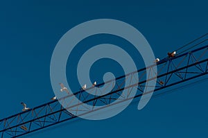 Low angle shot of pigeons sitting on an electric wire under a blue sky