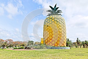 Low angle shot of the Pineapple Bathurst on the grassy fields captured in South Africa