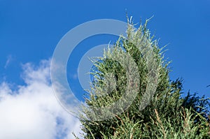 Low angle shot of Pinetree leaves with a cloudy blue sky