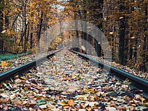 Low angle shot of railroads going through the woods in autumn