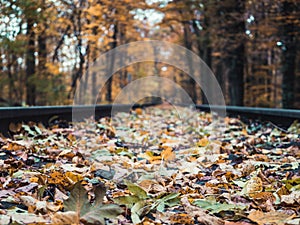 Low angle shot of railroads going through the woods in autumn