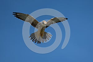 Low-angle shot of a Red-footed Falcon bird in midflight  against a clear blue sky photo