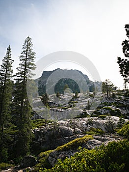 Low angle shot of a rocky slope with green pine trees and a mountain in the background