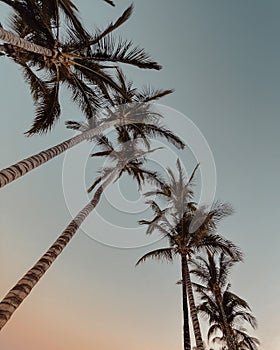 Low-angle shot of a row of palm trees under a gradient sky during dusk