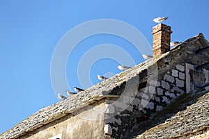 Low angle shot of a row of seagulls perched on a roof of an old brick house