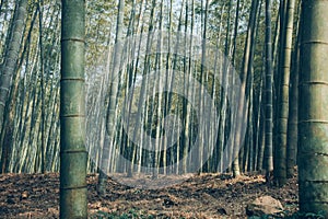 Low angle shot of sagano bamboo forest photo