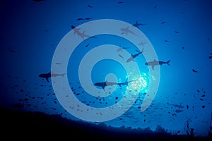 Low-angle shot of scalloped hammerhead sharks swimming in the ocean