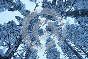 Low angle shot of a scenic winter landscape featuring snow-covered trees