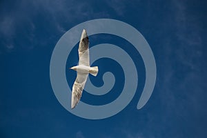 Low angle shot of a seabird flying in a blue sky captured on a sunny day