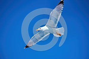 Low angle shot of a seagull flying over the Aegean sea during the daytime