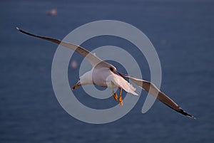 Low angle shot of a seagull flying over the sea during daytime