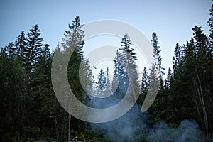 Low-angle shot of Slovakian pine forest silhouettes with smoke rising from the ground, Strba