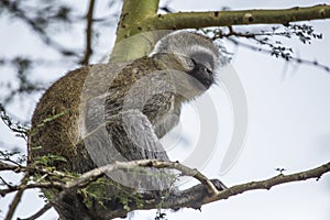 Low angle shot of a small monkey on the branch of a tree captured in Nakuru, Kenya