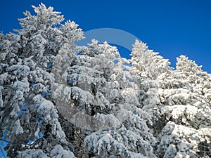 Low angle shot of snow-covered pine trees against blue sky